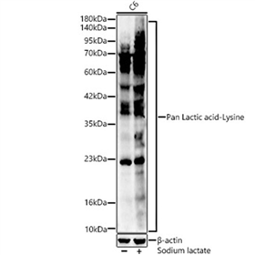 Anti-Pan-Kla antibody (STJ11101522)