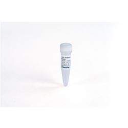 A02015MonoRab™ Rabbit Anti-Camelid VHH Cocktail Biotin