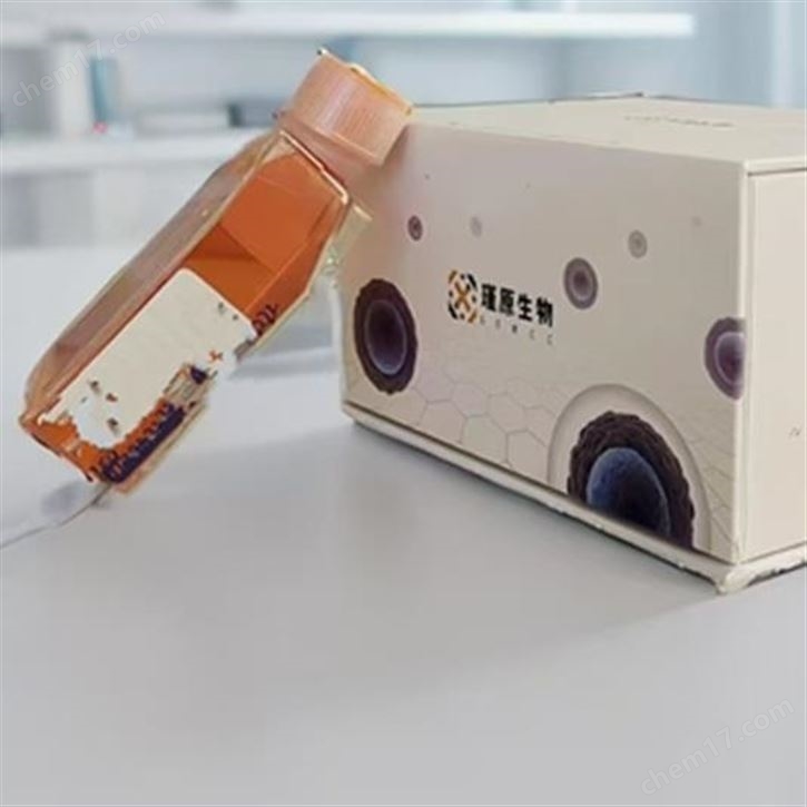 人肺癌鱗癌細(xì)胞SW900(STR鑒定正確)