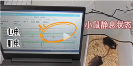 大小鼠生理信號(hào)無線遙測(cè)實(shí)驗(yàn)介紹
