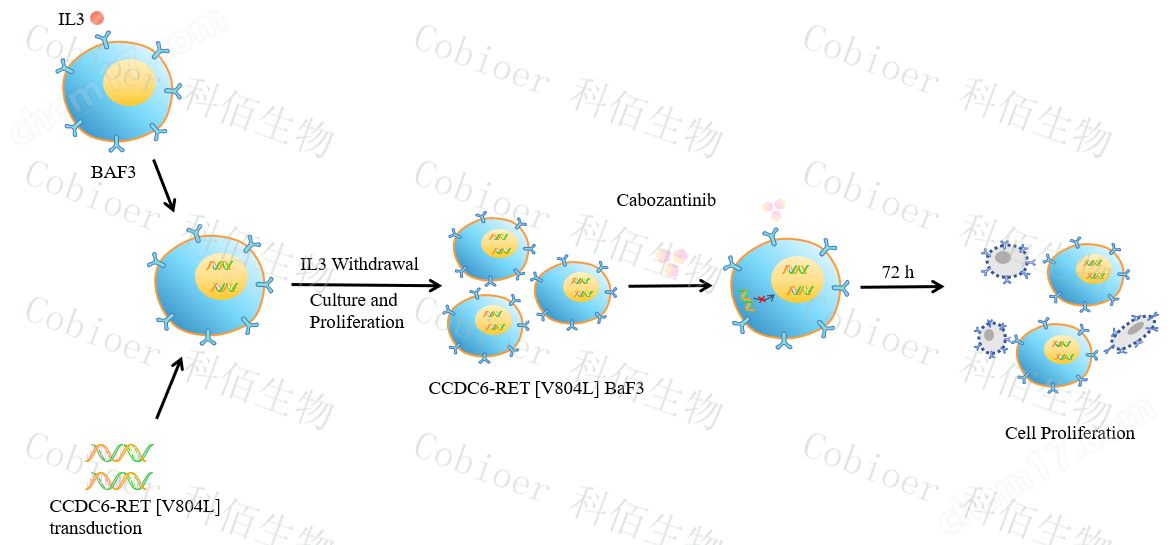 CCDC6-RET V804L/BaF3激酶細(xì)胞