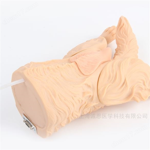 母犬導(dǎo)尿模型