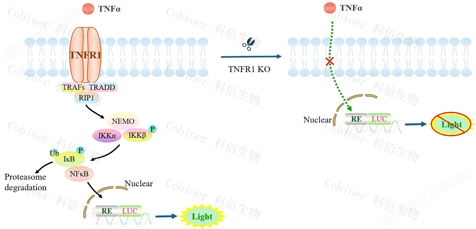 原理-74482.jpg TNFR1 KO NFκB-Luc Jurkat