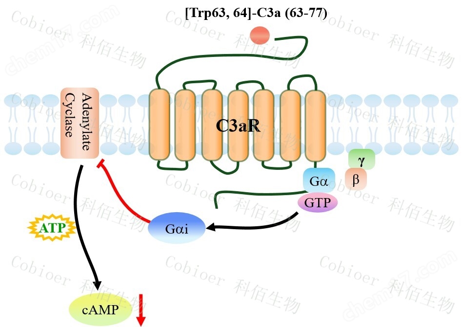 原理-71375.jpg C3aR/CHO