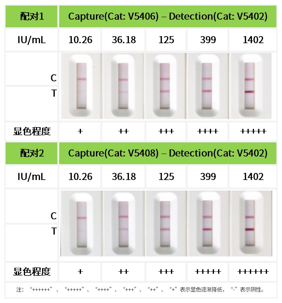 重點(diǎn)推薦 | 高靈敏度人IgE配對(duì)抗體！