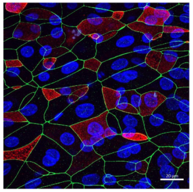 Epithelix 公司 AlveolAir™模型实用指南（2025 版）