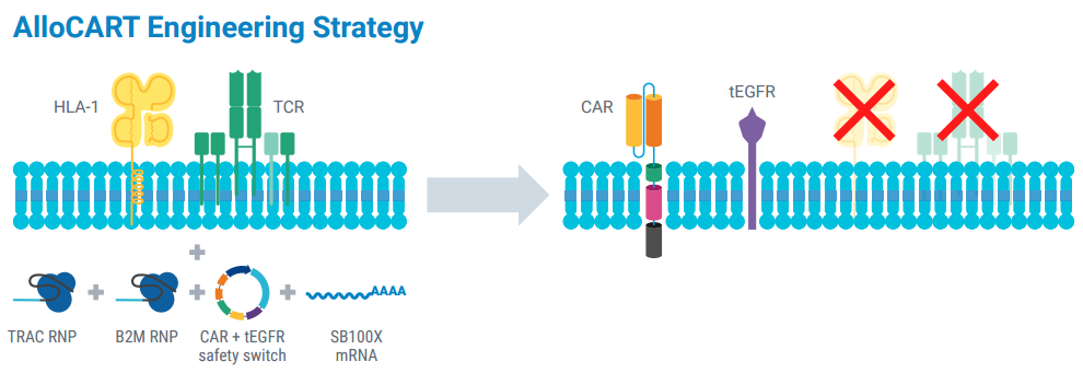 一鍵電擊，四重改造：MaxCyte如何為AML通用型CAR-T療法掃清障礙？