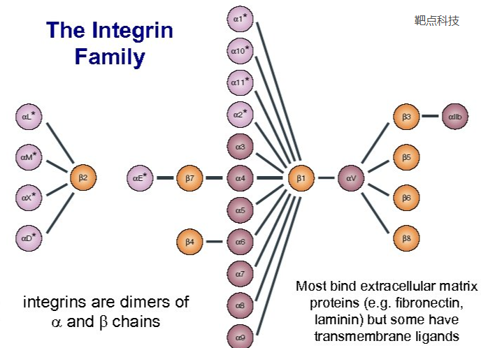 kerafast品牌EBW104貨號抗體Anti‐Integrin Alpha‐IIb (GPIIb, CD41)產(chǎn)品說明書