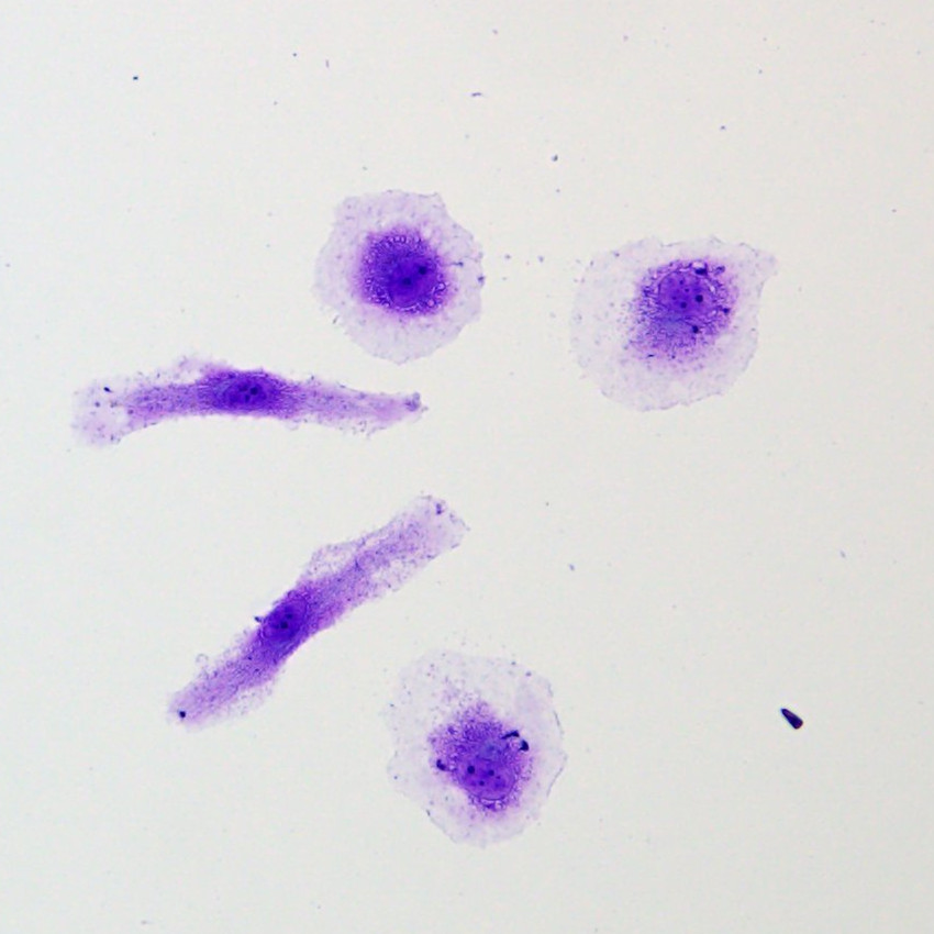 结晶紫水溶液(0.1%)-实验图片