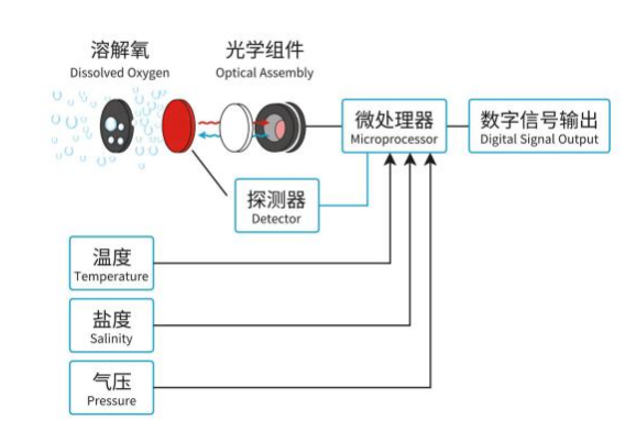 溶解氧传感器:快速反馈水中溶解氧信息,为各类水体健康状况评估提供帮助