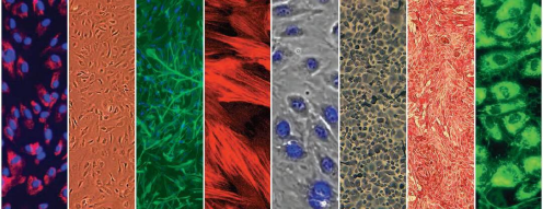 Lonza人原代肝脏细胞、肝脏非实质细胞Human Hepatocytes产品介绍