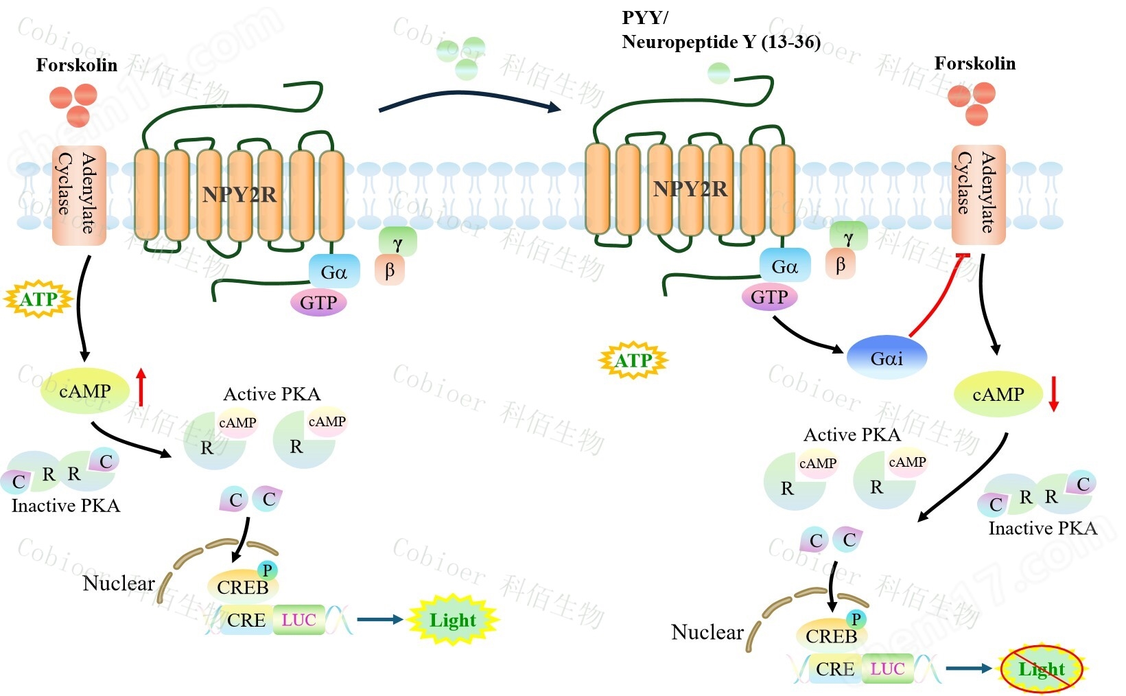 NPY2R CRE-Luc CHO