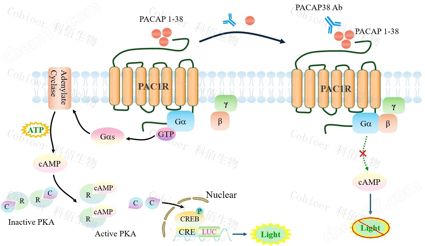 PAC1R CRE-Luc CHO
