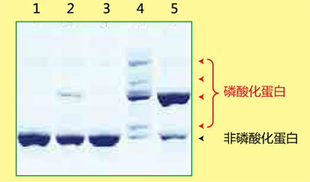 2514484359442536.jpg 用于通過 SDS-PAGE 分離磷酸化蛋白質