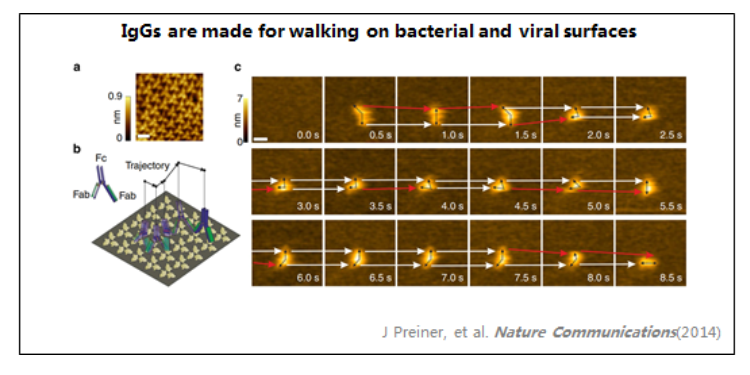 超高速視頻級原子力顯微鏡—HS-AFM