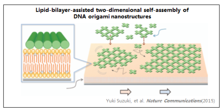 超高速視頻級原子力顯微鏡—HS-AFM